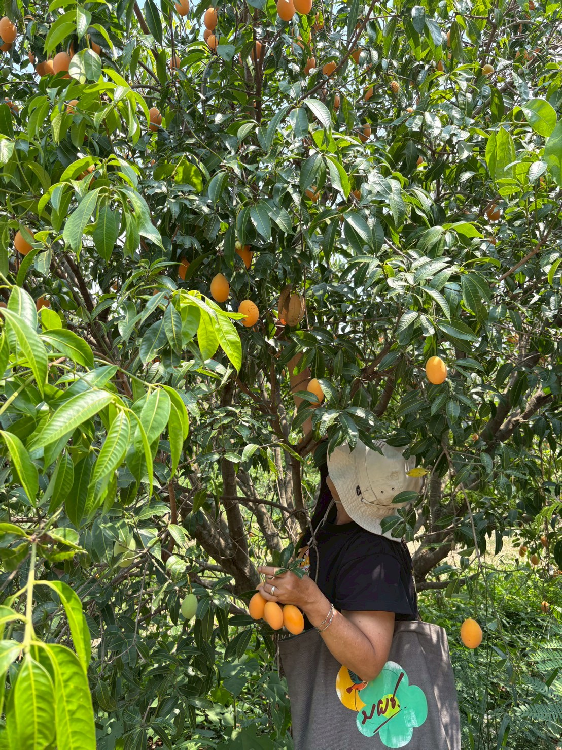title - ส.ป.ก.นครปฐม จัดโครงการที่ดินพระราชทานในเขตปฏิรูปที่ดินจังหวัดนครปฐม ปีงบประมาณ พ.ศ. 2569 หลักสูตร การจัดการที่ดินและระบบการผลิตที่มีประสิทธิภาพ เพื่อเพิ่มโอกาสด้านการท่องเที่ยว ระยะที่ 3